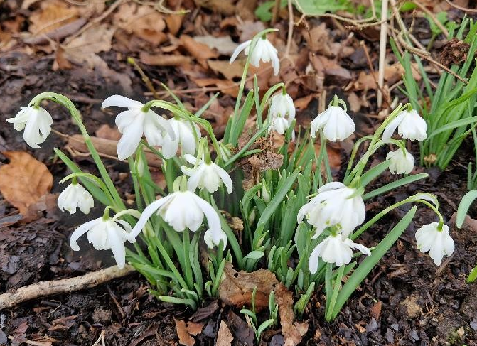 Snowdrops at West Wycombe Park