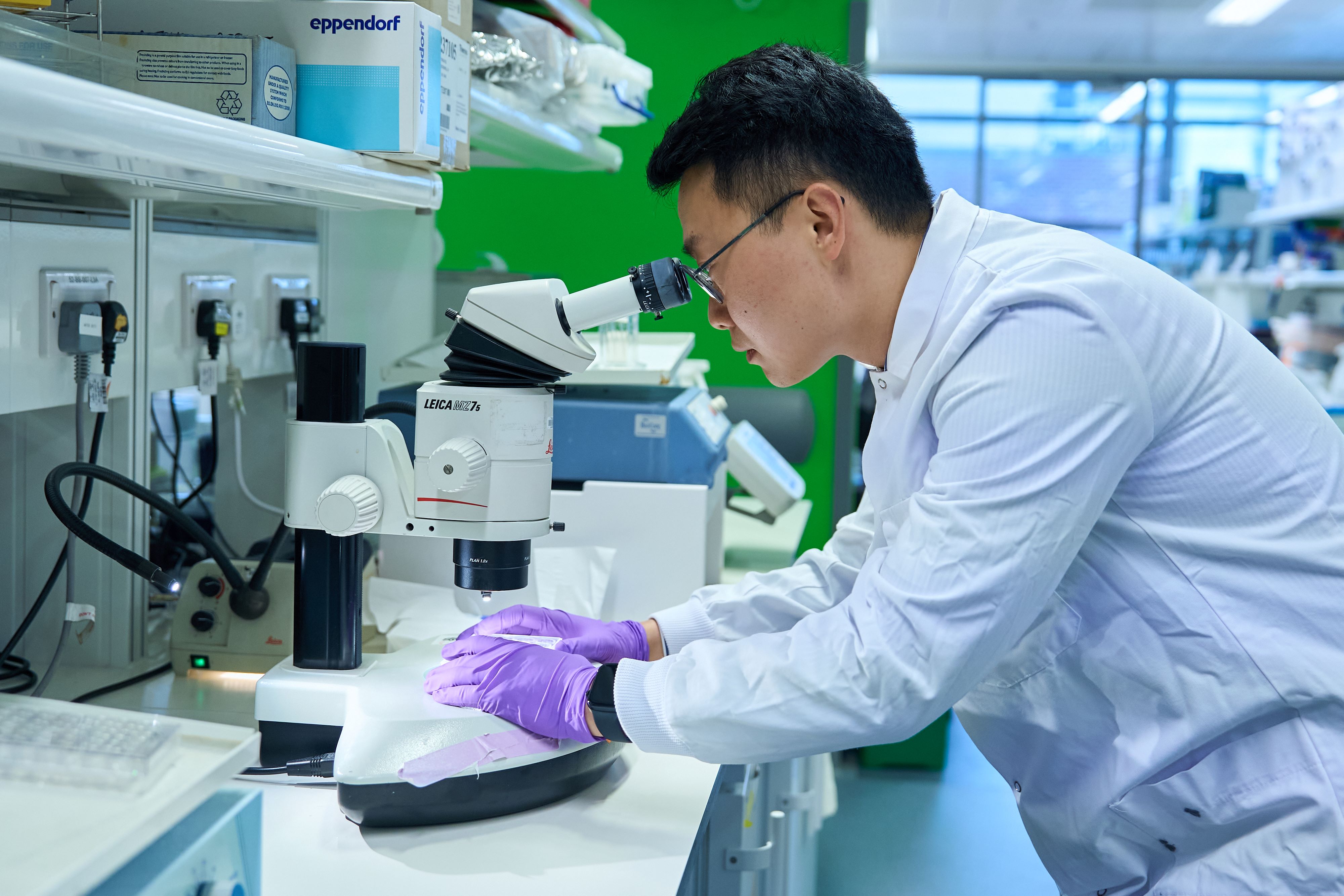 A researcher looking down a microscope